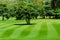 Freshly mown lawn and trees in a golf course