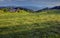 Freshly mown meadow near St.Maergen in the Black Forest