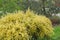 Freshly new branches of yellow scotch broom. Spring background with blooming shrub in park