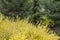 Freshly new branches of yellow scotch broom. Spring background with blooming shrub in park