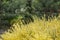 Freshly new branches of yellow scotch broom. Spring background with blooming shrub in park