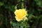 Freshly open blooming yellow rose surrounded with closed green flower buds on dark green leaves background