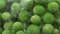 freshly peas poured into boiling water. macro shooting