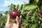 Freshly picked apple