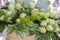 Freshly picked artichoke exposed for sale