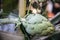 Freshly picked artichoke exposed for sale