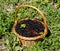 Freshly picked black currants in basket