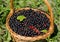 Freshly picked black currants in basket