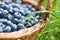 Freshly picked blueberries in rustic basket close up. Green gras