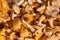 Freshly picked chanterelles - forest mushrooms Cantharellus cibarius