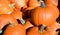 Freshly picked colorful squashes and pumpkins