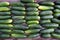 Freshly picked cucumbers laid out in rows on a wooden table