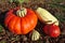 Freshly picked garden squash