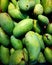 Freshly picked green mangoes. Mangoes are well known tropical fruits and are sometimes used in cooking.