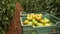 Freshly picked green organic tomatoes in boxes on background of planted bushes in greenhouse. Harvest time