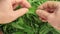 Freshly picked green tea leaves