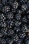 Freshly picked organic blackberries