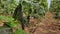 Freshly picked organic cucumbers in box on background of planted green bushes in greenhouse. Harvest time