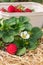 Freshly picked organic strawberries in cardboard punnet with strawberry plant growing on straw