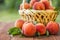 Freshly picked peaches in basket on a brown wooden table. Ripe peaches in a wicker basket, green garden on the background