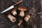 freshly picked porcini mushrooms, Boletus mushroom, ceps on wooden table