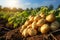 Freshly picked potatoes on a farmers field, organic produce basket
