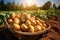 Freshly picked potatoes on a farmers field, organic produce basket