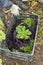 Freshly Picked Purple and Green Kale Leaves in Plastic Crate