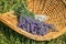 Freshly picked purple and white lavender in a basket