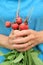 Freshly picked radishes by hand