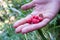Freshly picked raw rasberries in a girl`s hand, handing them out. Close up of pink berries picked right from a natural, wild bush