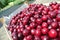 Freshly picked ripe red cherries in a wooden crate