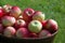 Freshly picked ripe red Discovery Apples, Malus domestica, in a basket on green grass close-up view