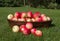 Freshly picked ripe red Discovery Apples, Malus domestica, spilling from a wicker basket onto green grass