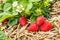 Freshly picked ripe strawberries with strawberry plant in bloom