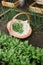 Freshly picked Rocket harvest in a wicker basket by the small home crafted veggie patch