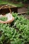 Freshly picked Rocket harvest in a wicker basket by the small home crafted veggie patch