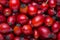 Freshly picked Rosehips. Flat lay. Selective focus