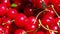 Freshly picked sour cherries closeup