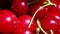 Freshly picked sour cherries closeup