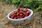 Freshly picked strawberries