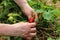 Freshly picked strawberries