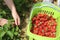 Freshly picked strawberries