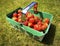 Freshly picked Strawberries in a punnet basket