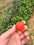 Freshly picked strawberry