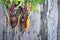 Freshly picked ugly carrot and beetroot