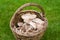 Freshly picked wild mushrooms from the local forest. Edible mushrooms in a wicker basket on a green grass. Delicious