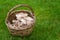 Freshly picked wild mushrooms from the local forest. Edible mushrooms in a wicker basket on a green grass. Delicious