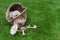 Freshly picked wild mushrooms from the local forest. Edible mushrooms in a wicker basket on a green grass. Delicious