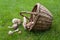 Freshly picked wild mushrooms from the local forest. Edible mushrooms in a wicker basket on a green grass. Delicious